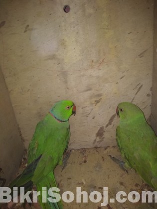 Indian ringneck parrot